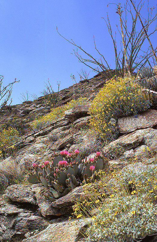 盛开的仙人掌ocotillo Anza-Borrego沙漠州立公园加利福尼亚
